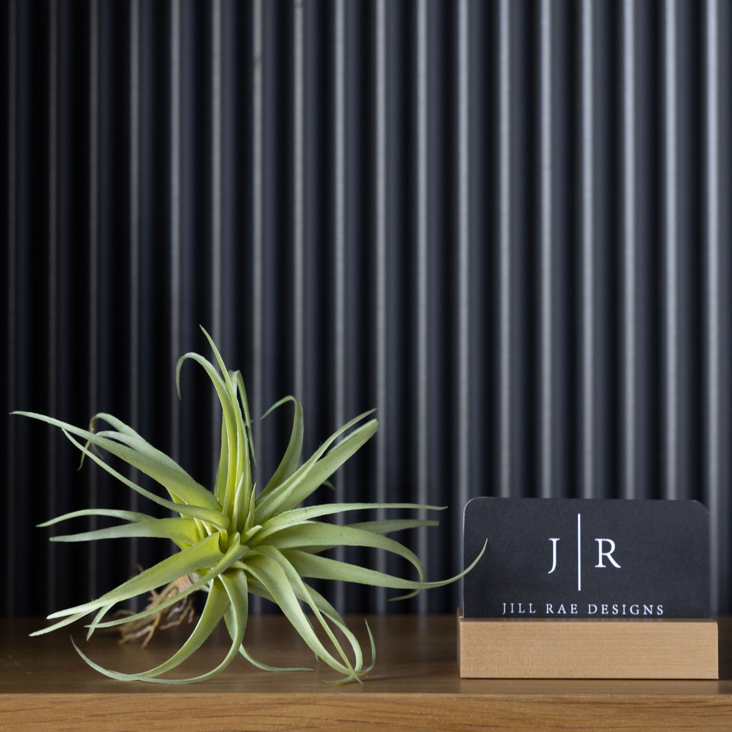 Small Air Plant