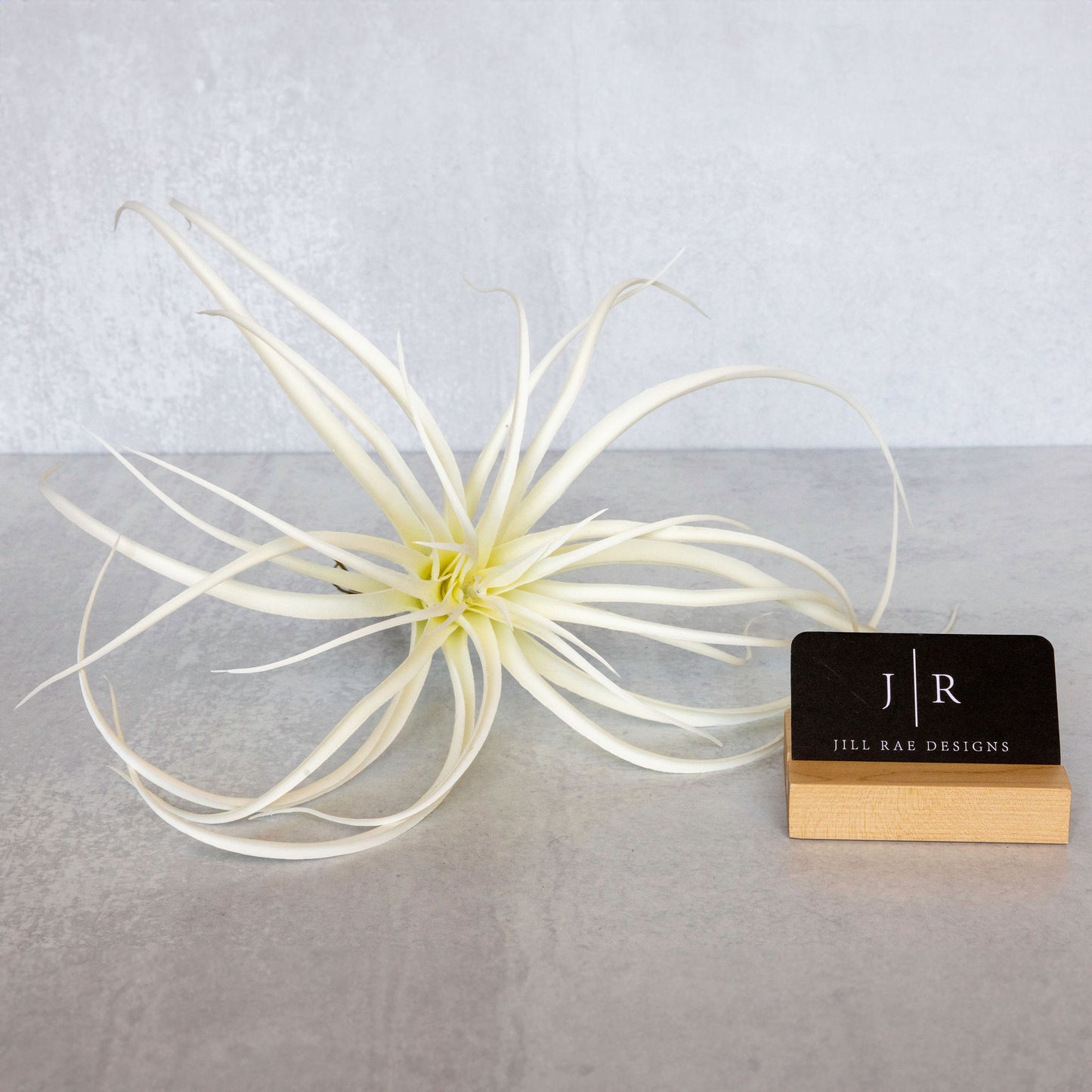 Large White Air Plant